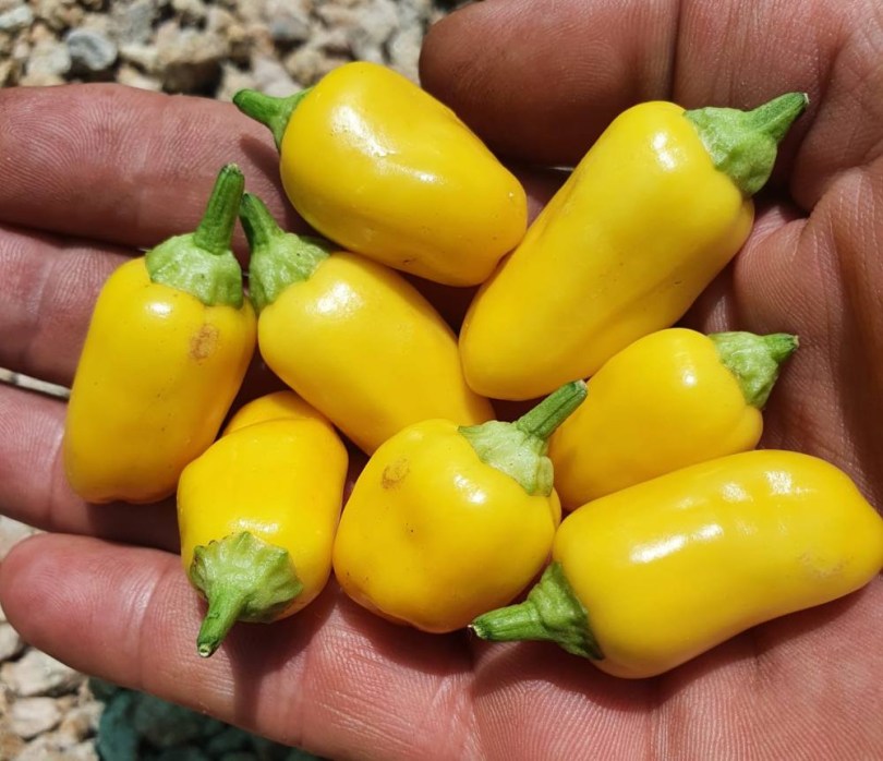 Apró Sárga Tabasco chili, Capsicum frutescens, paprika, csípős